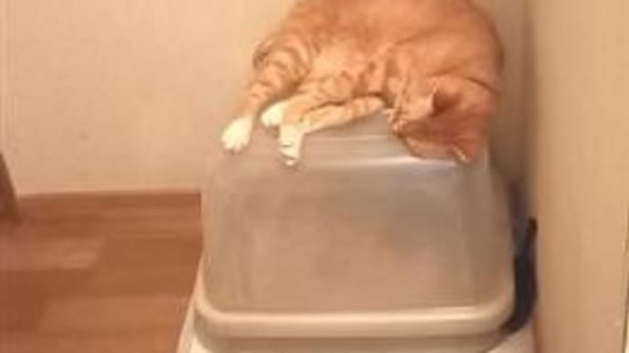 ただのビビリの甘えん坊