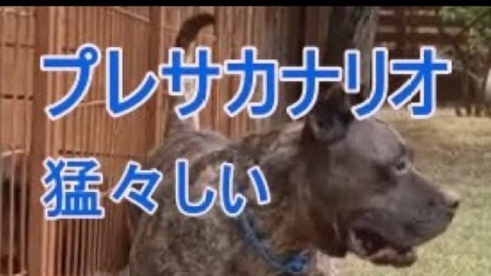猛々しいプレサカナリオをご覧ください。