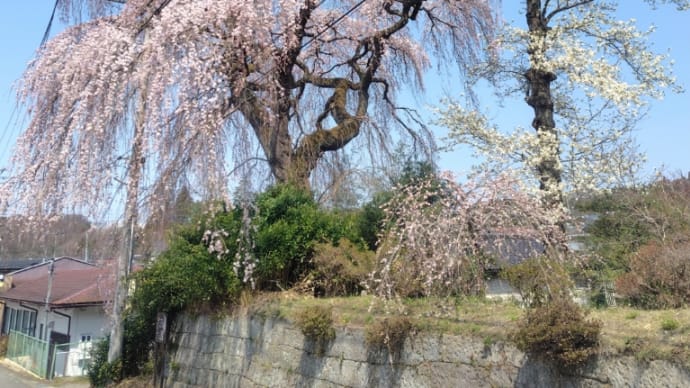 那須休暇村と桜が待ち遠しい
