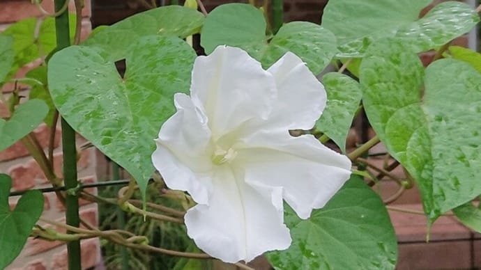 今開いたばかりの初々しき一夜花