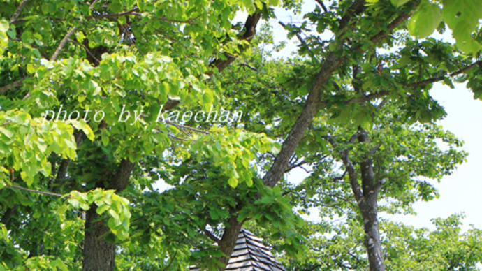 癒しの空間 銀河庭園とえこりん村