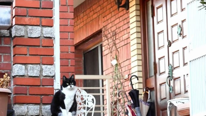 瀬戸内G島の猫たち 2025年2月 その1