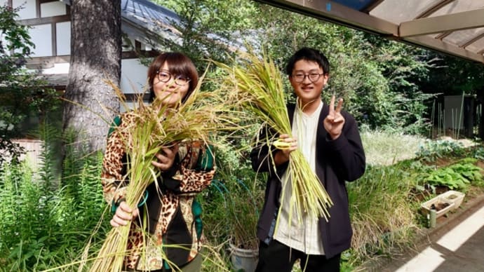 トロ舟&バケツ田んぼの稲刈り