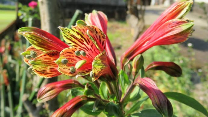 Alstroemeria
