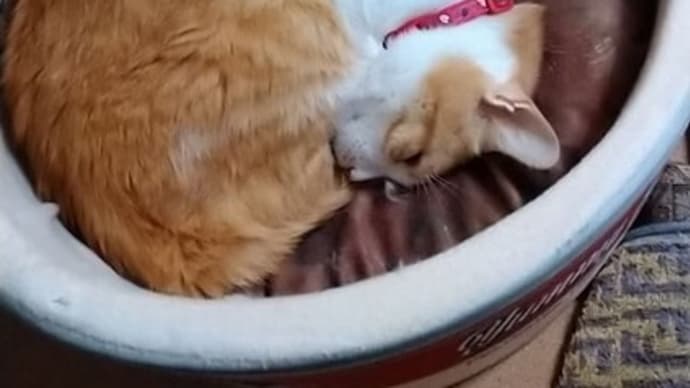 12月4日(土) 猫の麦とごまの日常日記