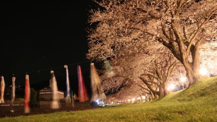 夜桜観賞