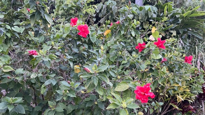 日陰に咲く花