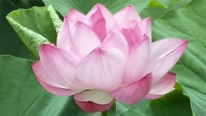 7月19日 不忍池 みどりあふるる 蓮の花