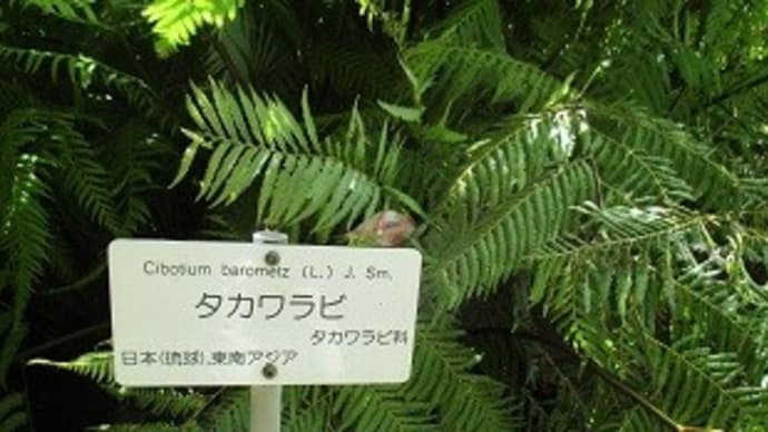 4/15 小石川植物園と啄木記念館