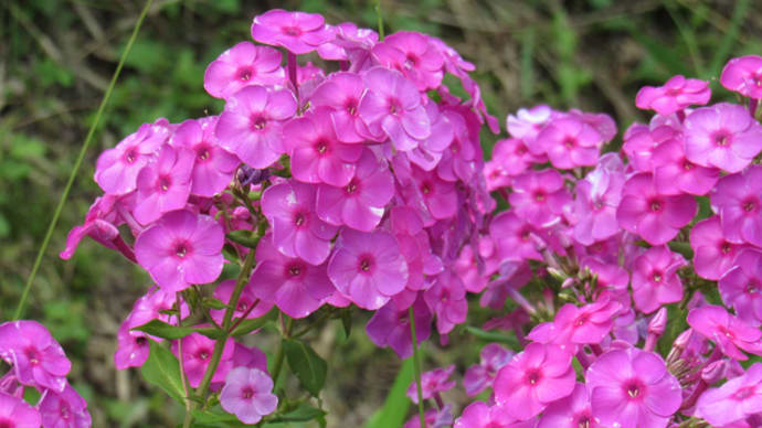 白粉花いつもの場所と決めてあり