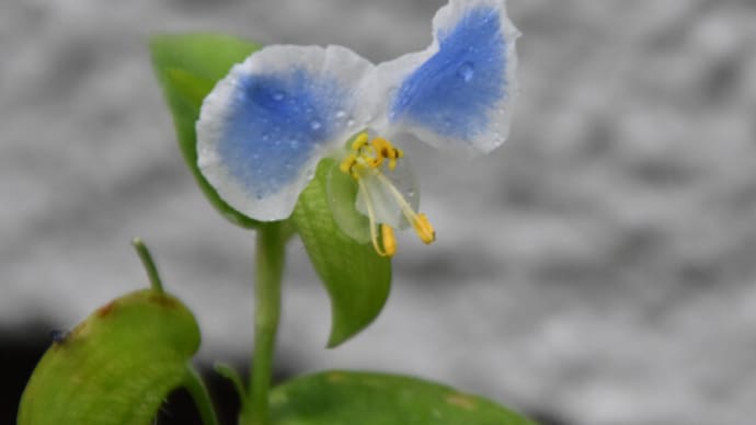 庭で咲く花たち 大雨の時のメガネツユクサの花たち 1
