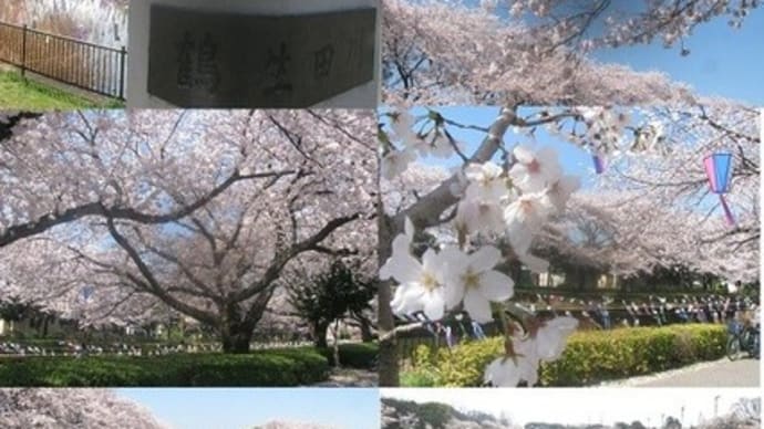 『 群馬県館林 の鶴田川の桜と鯉のぼり』