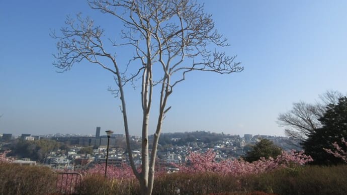 高台公園の河津桜