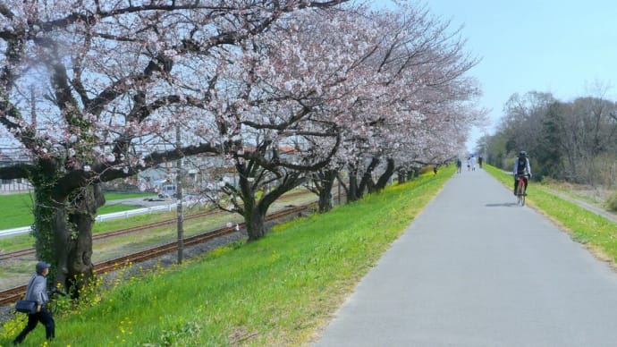 彩の国熊谷･･･大麻生桜堤は･･･いまサクラ満開