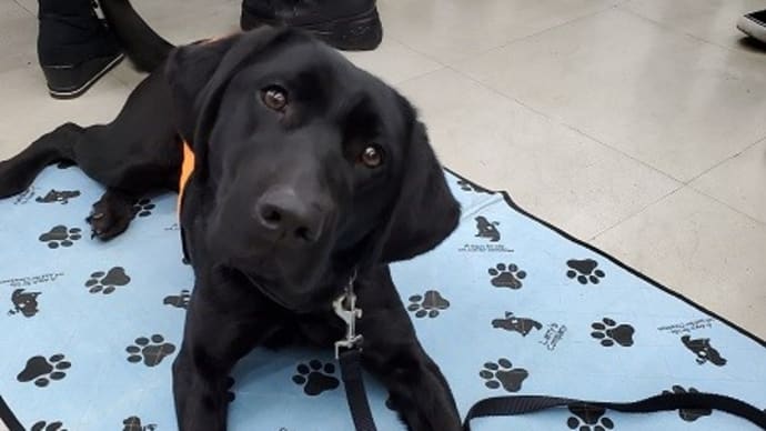 日本聴導犬推進協会に授業していただきました