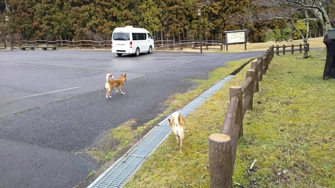 今年のサクラ。