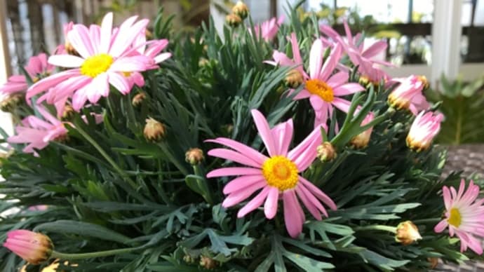 春の花