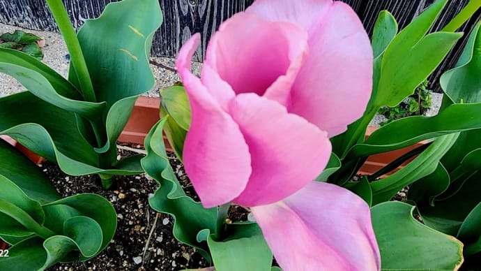 夫の育てたチューリップ🌷