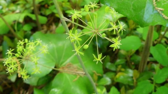 水戸市植物公園の初夏の花(2)