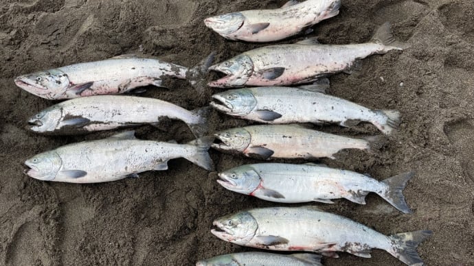 鮭釣り4戦目 楽しすぎた!(^^)!