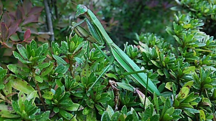 カマキリ