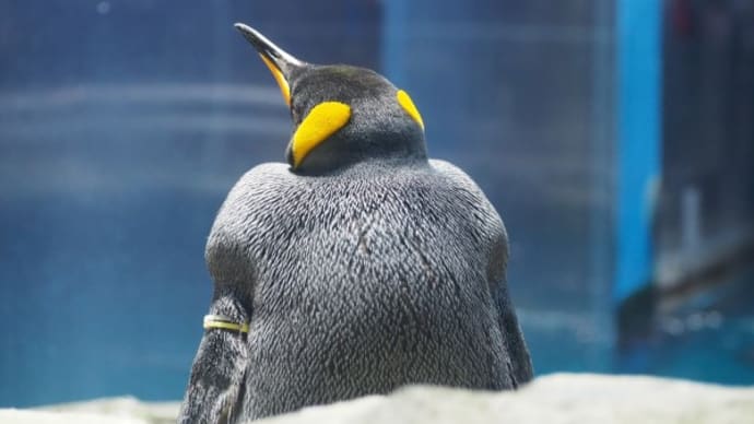 お年寄り王様ペンギン、若い頃は?