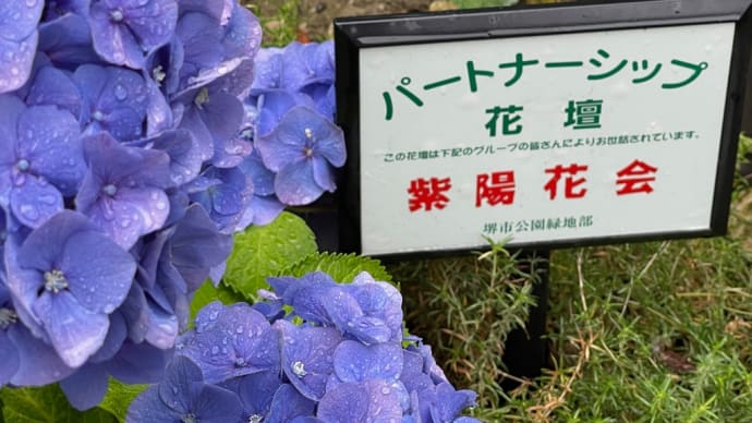 「庭代台紫陽花会」のボランティアパートナーシップ花壇に、紫陽花が乱れ咲く💕 散歩道🚶♂️🚶♀️