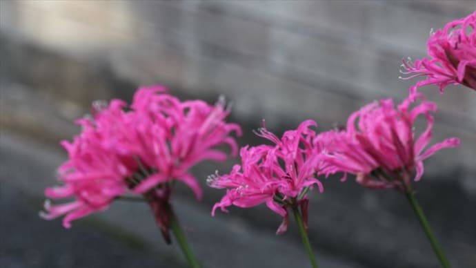 富貴蘭以外(リコリス)の花
