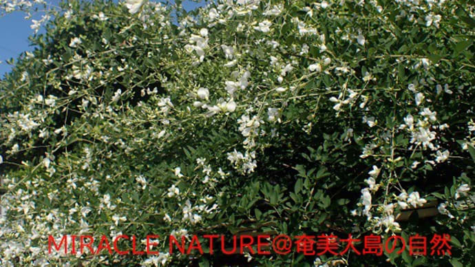 白花・ミヤギノハギ
