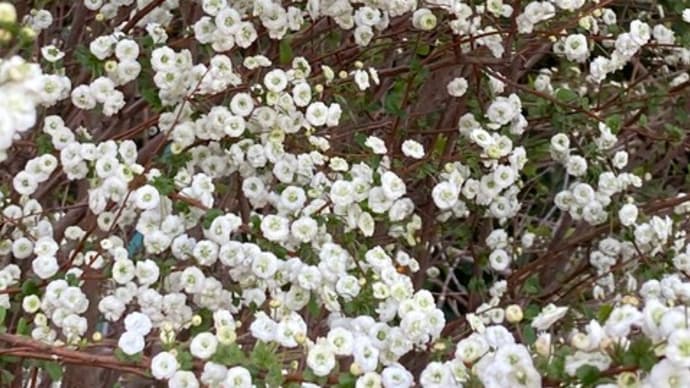 シジミバナ(蜆花)