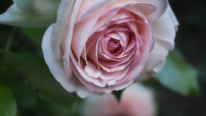 ★美しい薔薇🌹など 2019