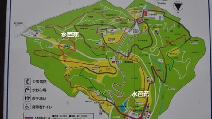 水芭蕉の花が見ごろを迎えた逢瀬公園へ。
