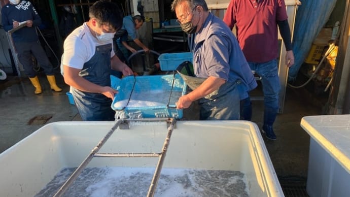 カタクチイワシ水揚げ 磯見海産