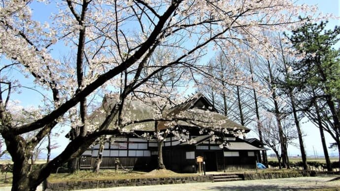 木戸五郎兵衛村の桜もこれで終わりかな?
