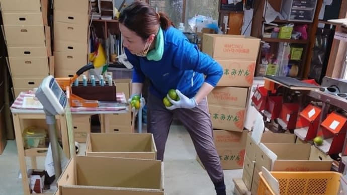 本選果も開始