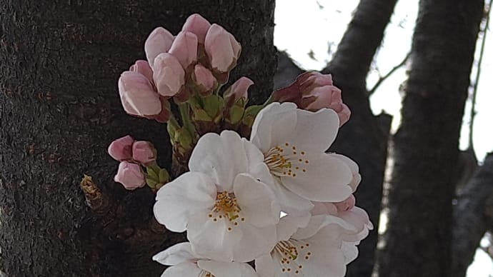 ウォーキングコースの花々