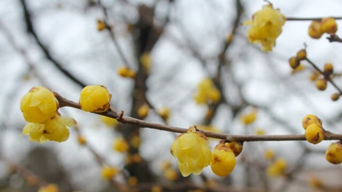 再度、蝋梅を見に。梅も開花。 種松山(倉敷市)