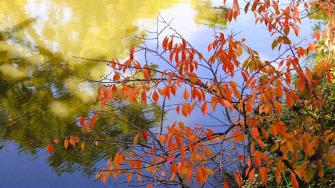 住吉大社の紅葉