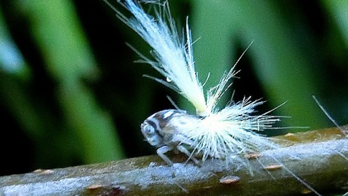 昆虫観察 幼虫編(7月) ハゴロモ仲間の幼虫、その他。