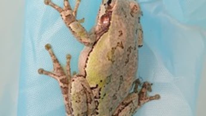 歯ブラシの毛先みたい 🐸