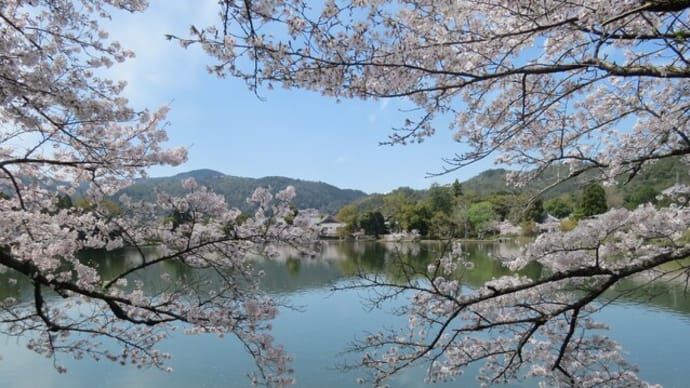 桜咲く大覚寺までサイクリング