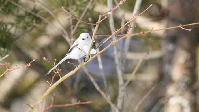 ツララとシマエナガ