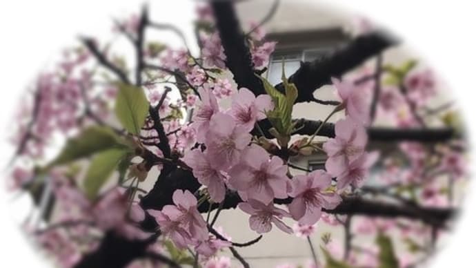 河津さくらとひよどり