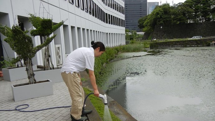大きく華やかなトピアリー