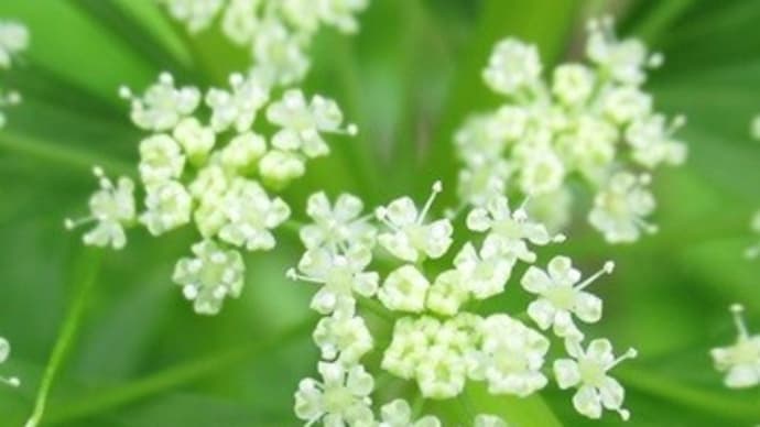 セロリの花が咲きました!