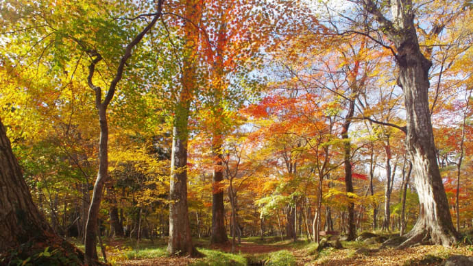 曇り、雨...晴れた! 紅葉の水林自然林にて(2024.11.17)#1 例のあの場所の紅葉は?