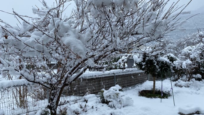 秩父は大雪