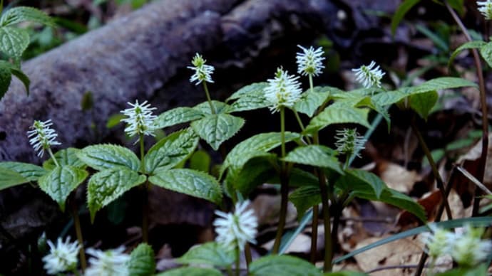 南関東 里山 春の花