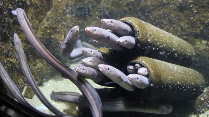 仙台うみの杜水族館 2