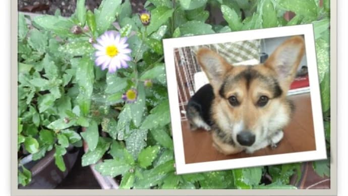 じじいとムギのおSUM歩ヴギ・・・ 咲いたんだワン🐕